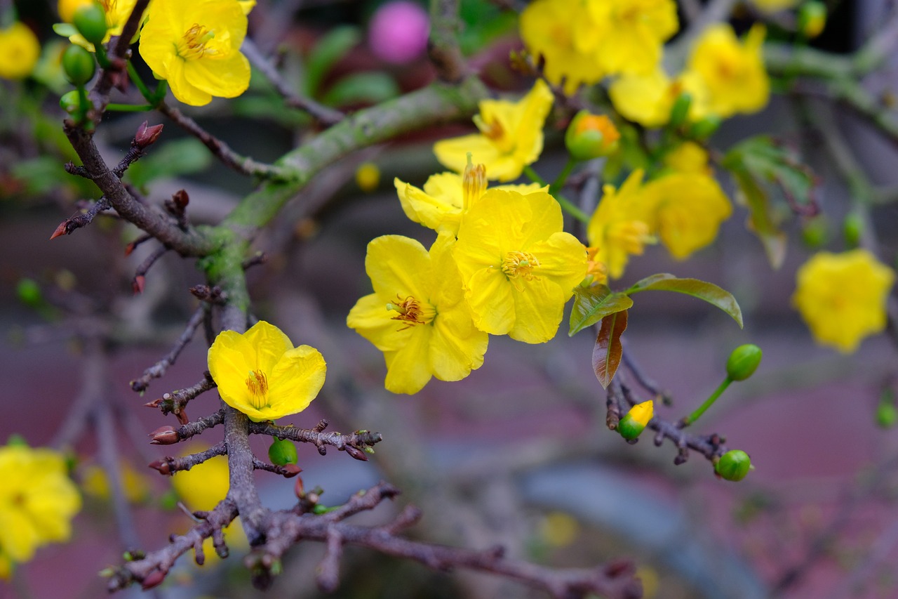 30 lời chúc mùng 1 tết hay và ý nghĩa